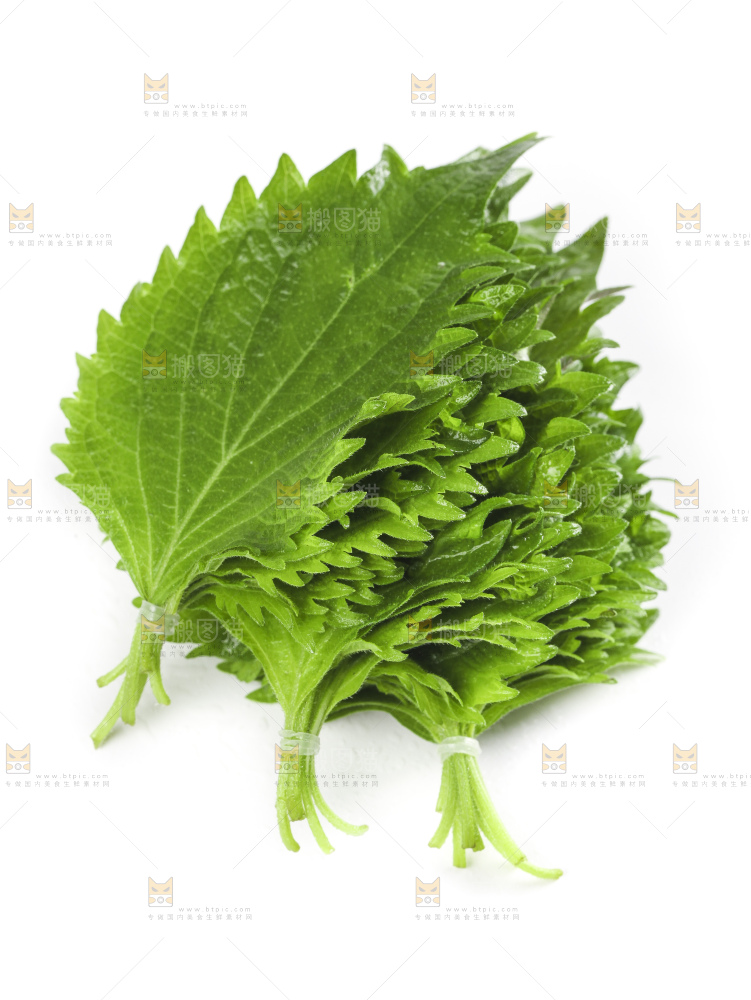 白底上的绿紫苏叶