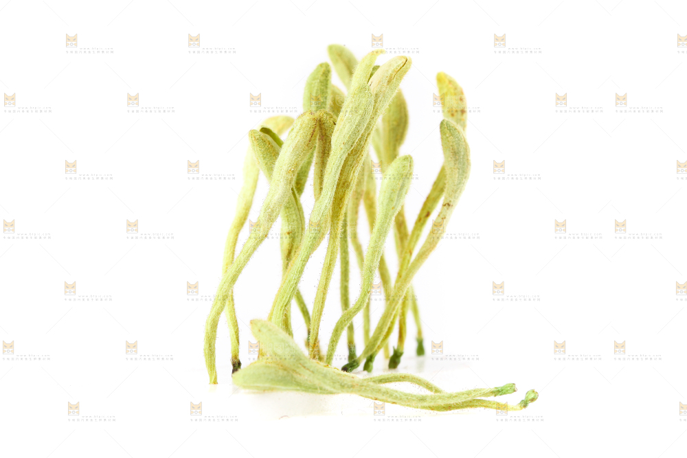 白底上的金银花