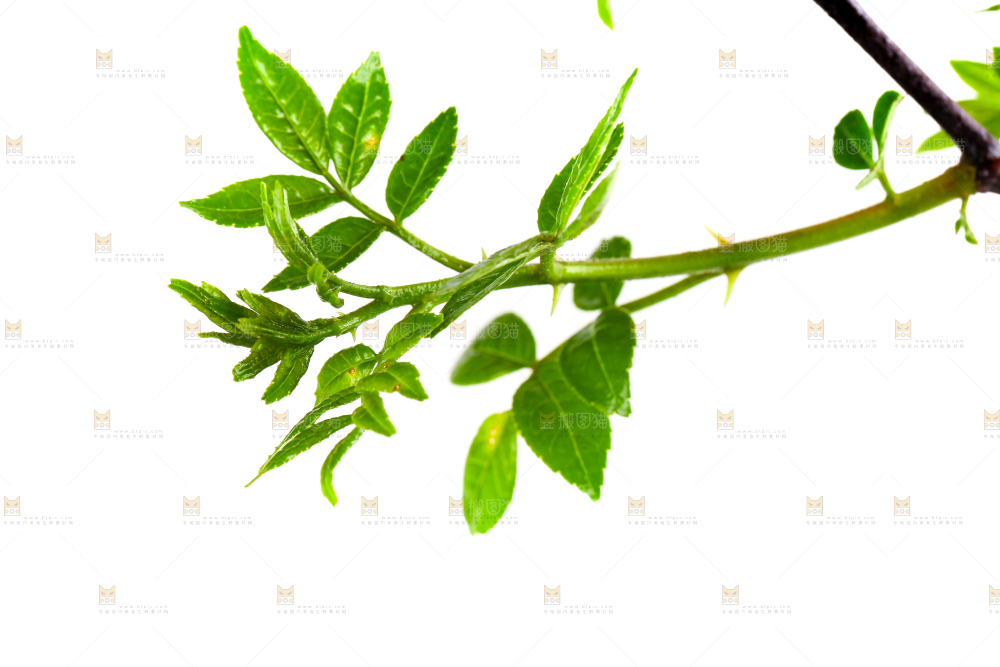 白底上的新鲜花椒芽