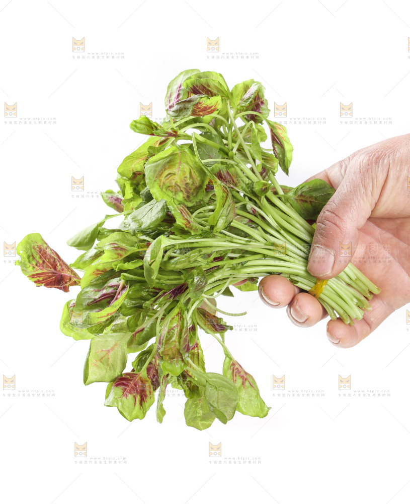手拿红苋菜