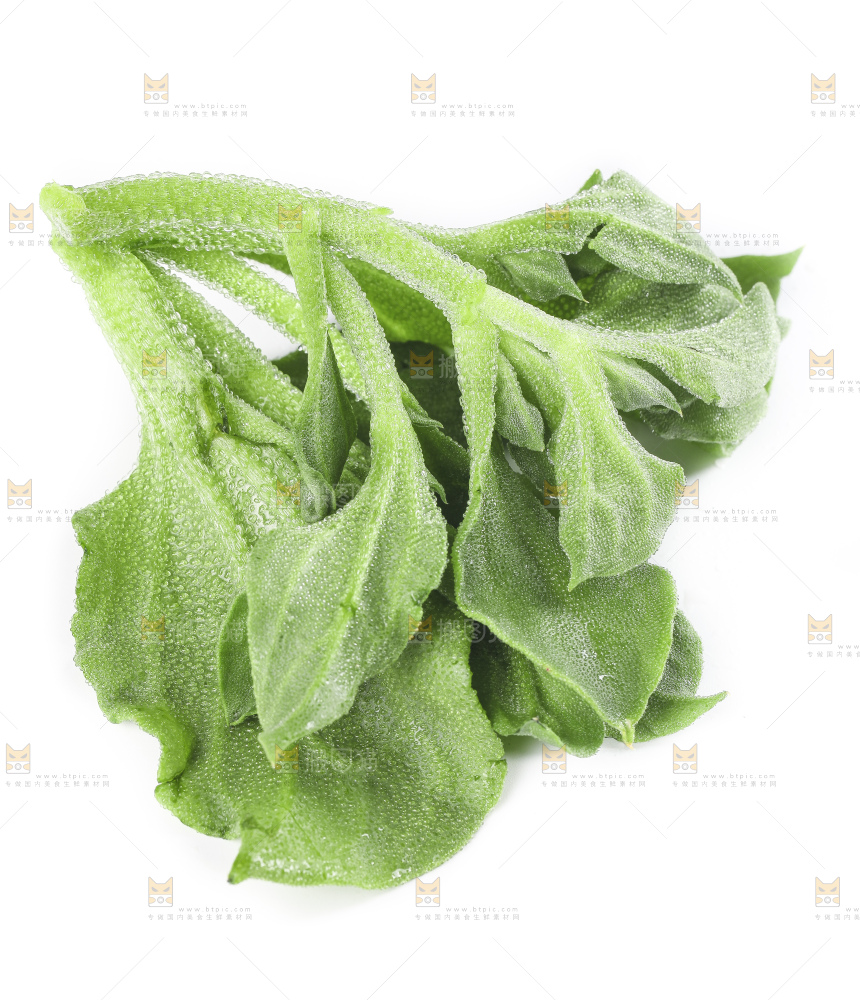 白底上的冰草