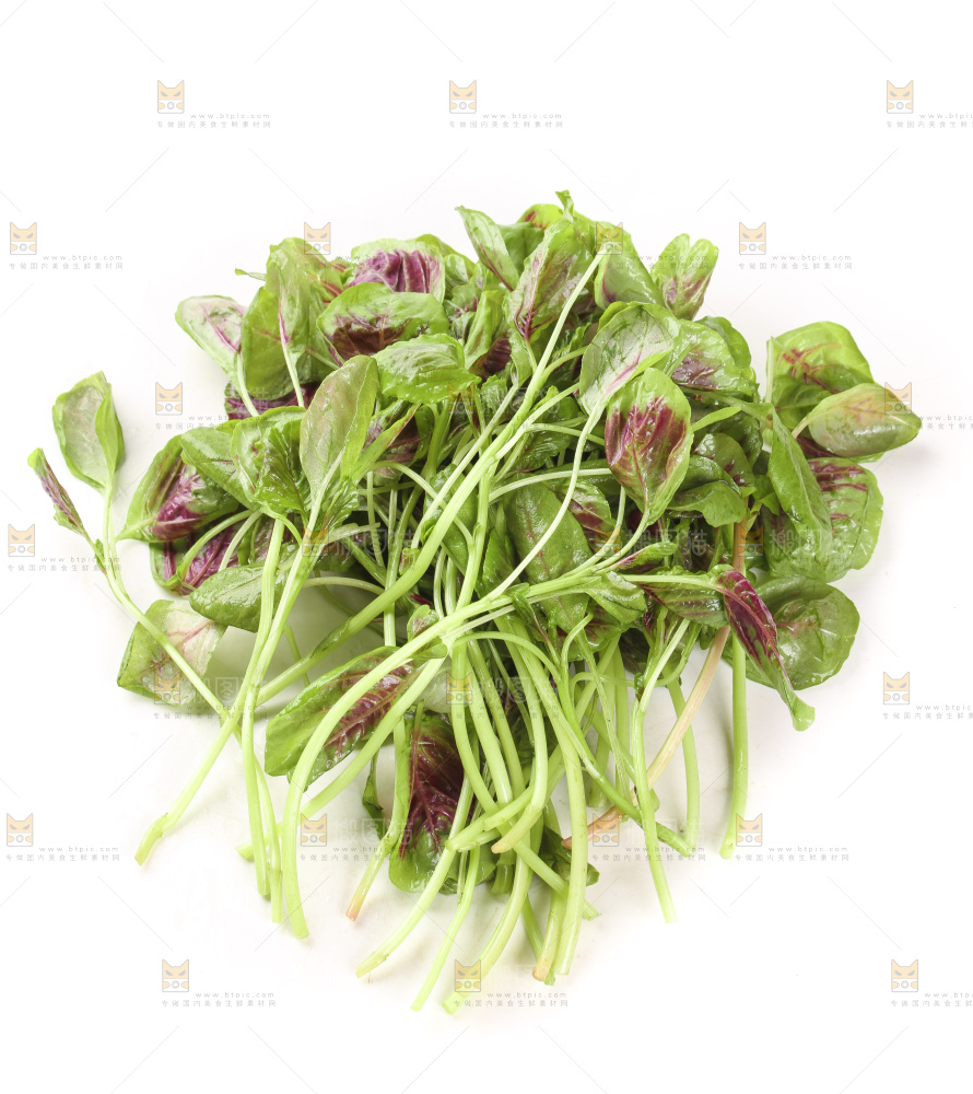 白底上的农家苋菜