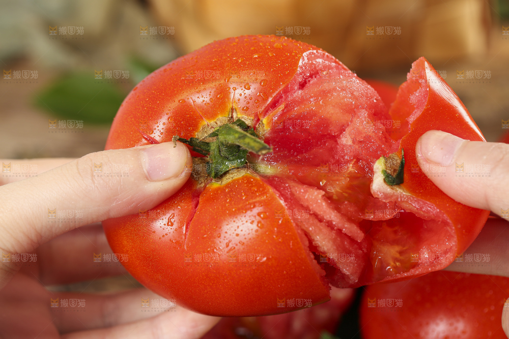 手里拿着大番茄