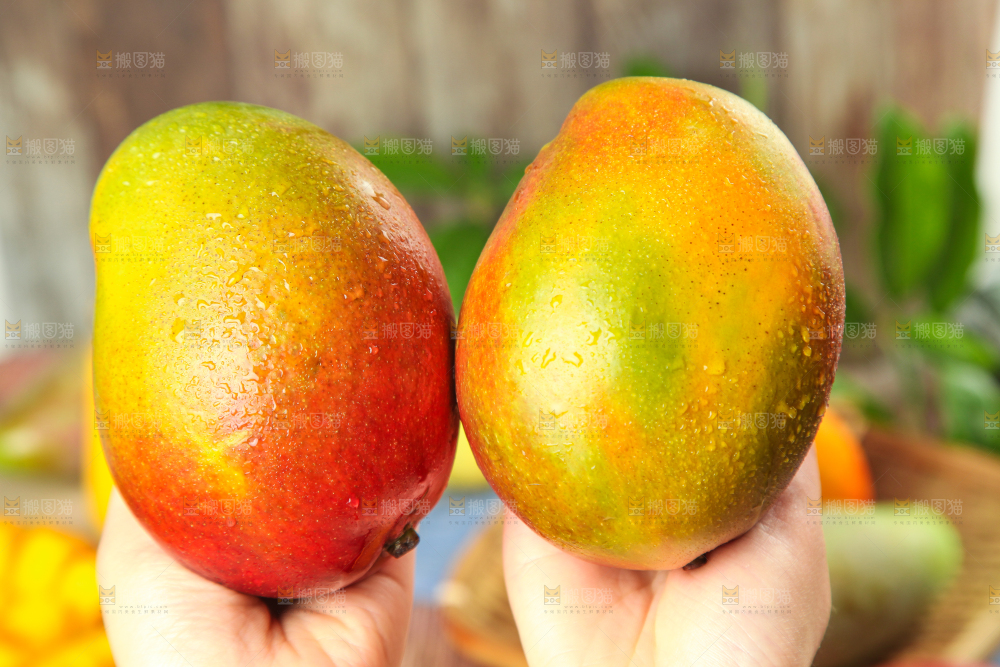 手里拿着吉禄芒果