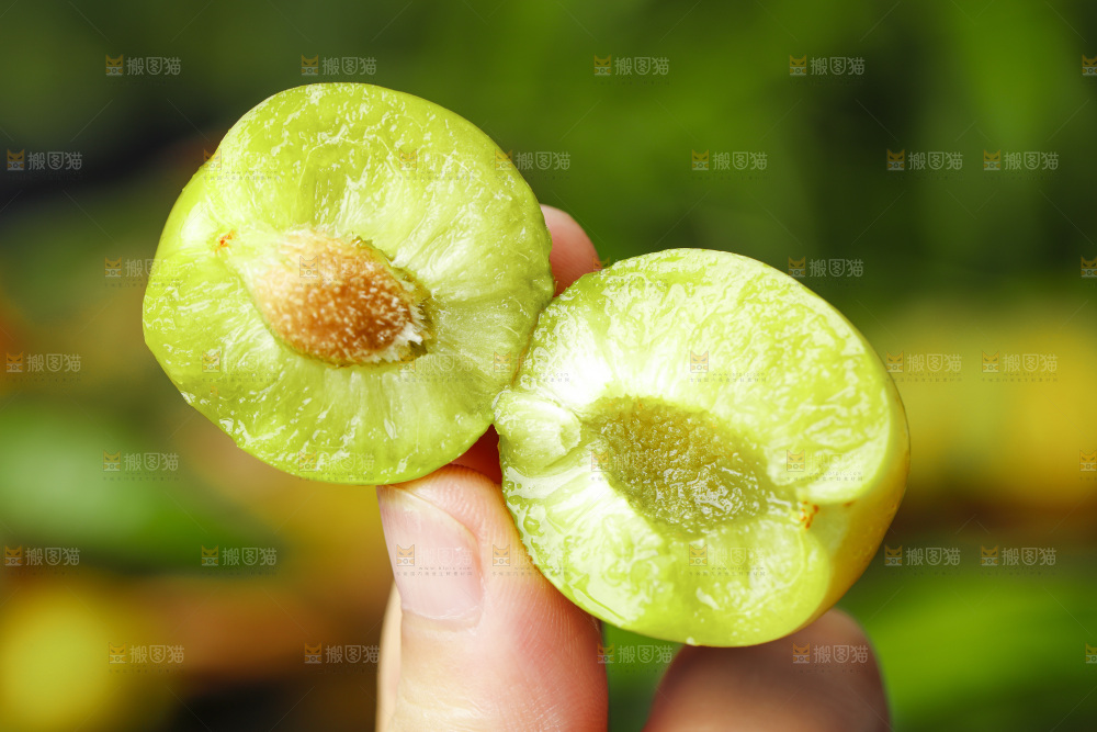 手里拿着新鲜李子