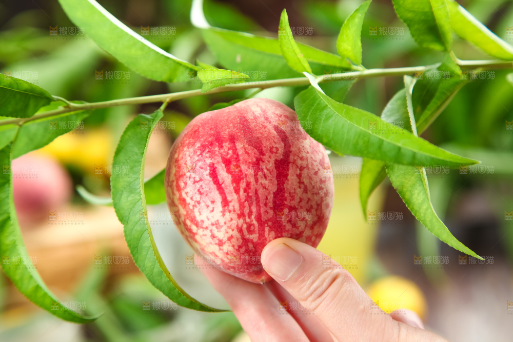 手里拿着毛桃