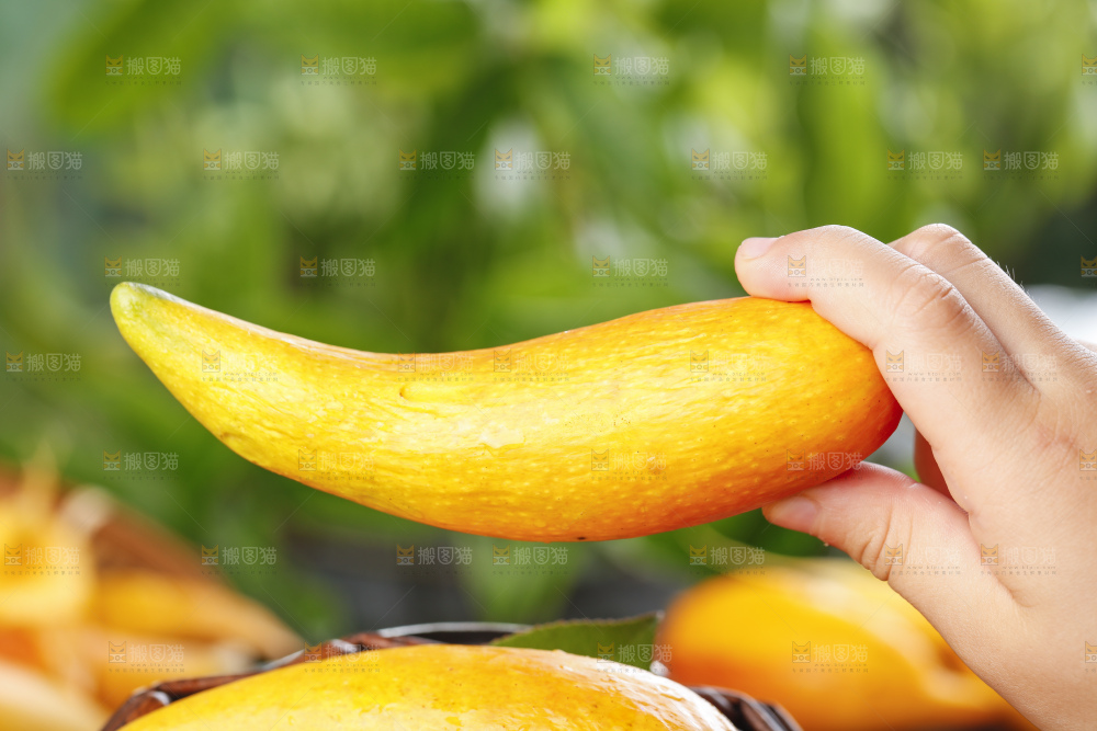 篮子里放着小芒果