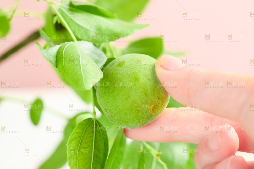 手上拿着新鲜青梅
