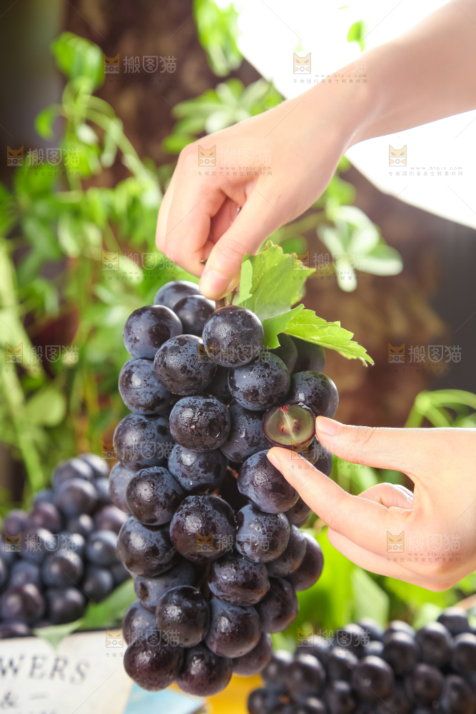 白格子底上放着夏黑葡萄