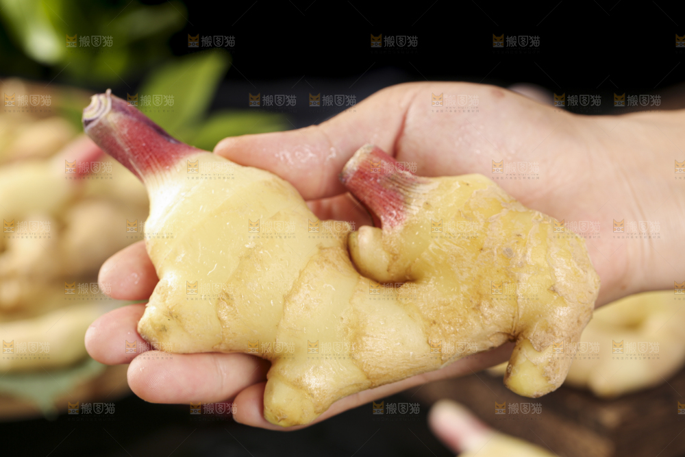 手里拿着红芽姜