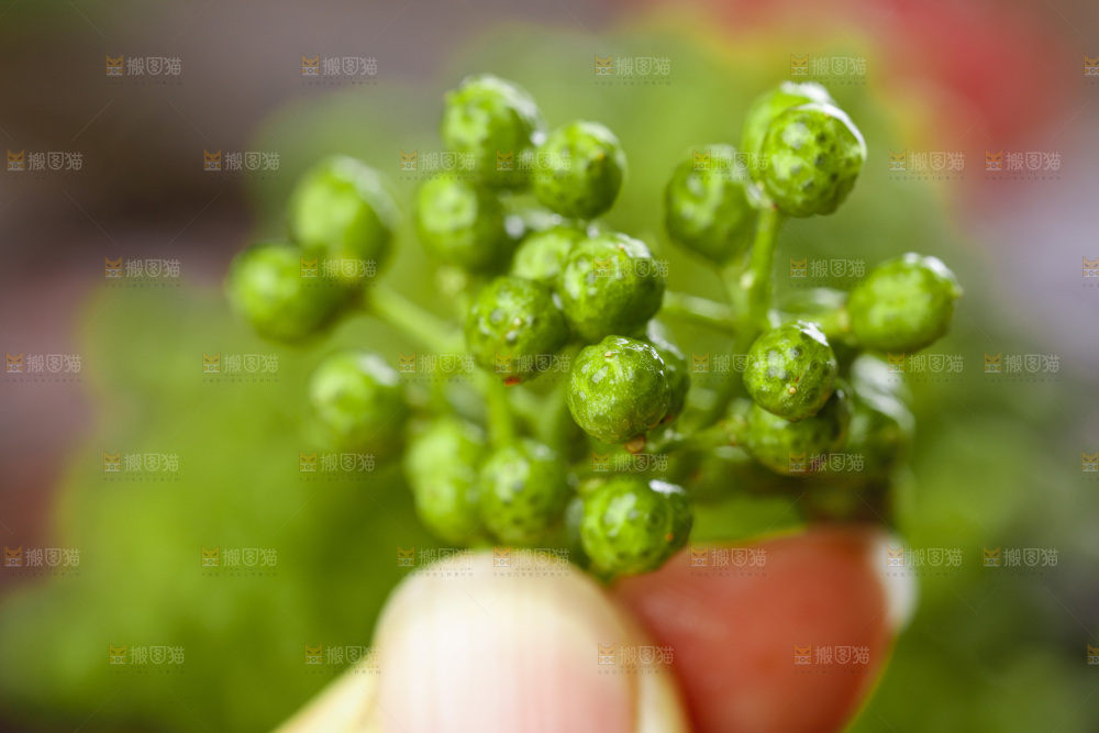 青花椒