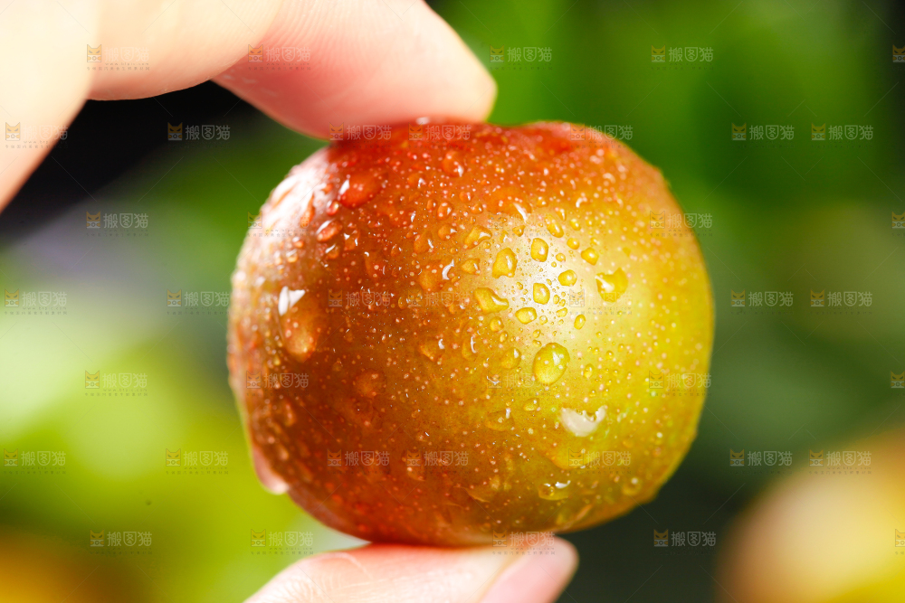 手里拿着茵红李