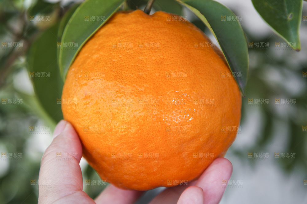 手里拿着一个耙耙柑