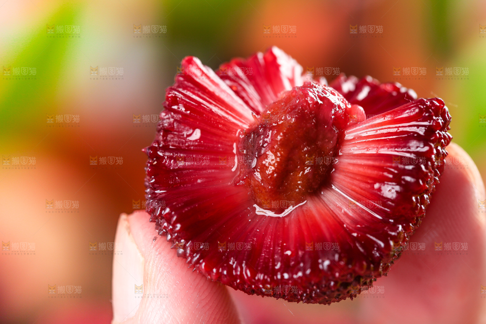 深底上放着余姚杨梅