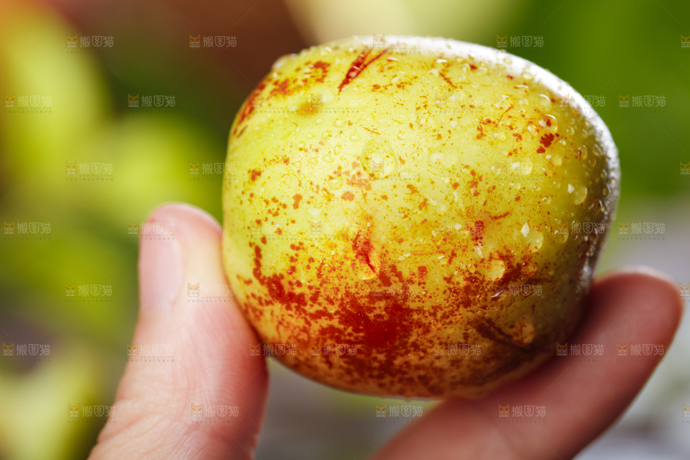 手里拿着大荔冬枣
