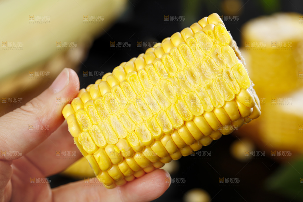 手里拿着新鲜玉米