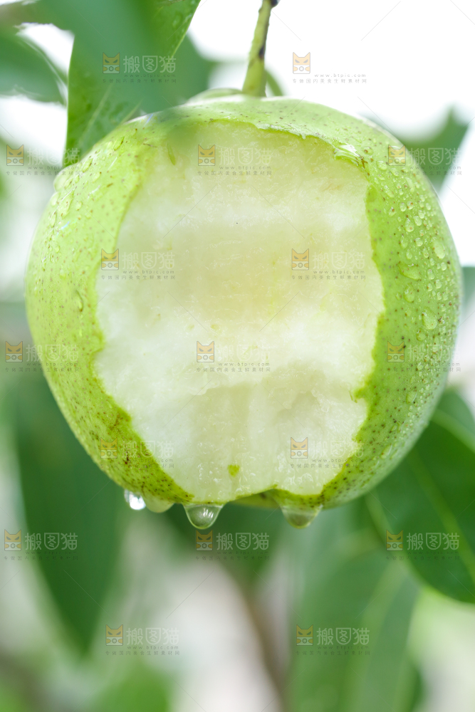 树枝上的青苹果