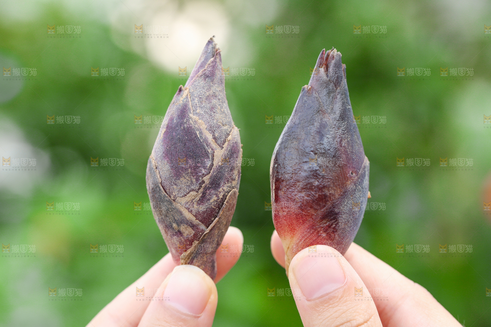 手里拿着阳荷姜