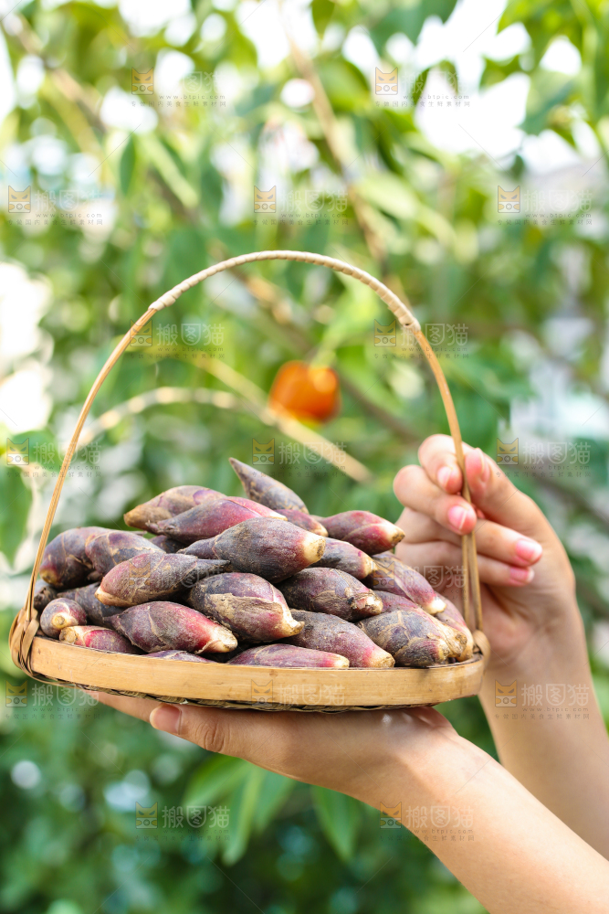 手里提着一篮野生阳荷