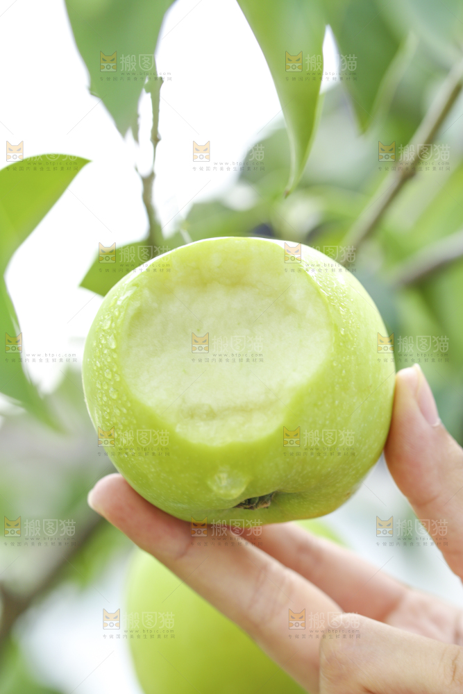 手里拿着陕西青苹果