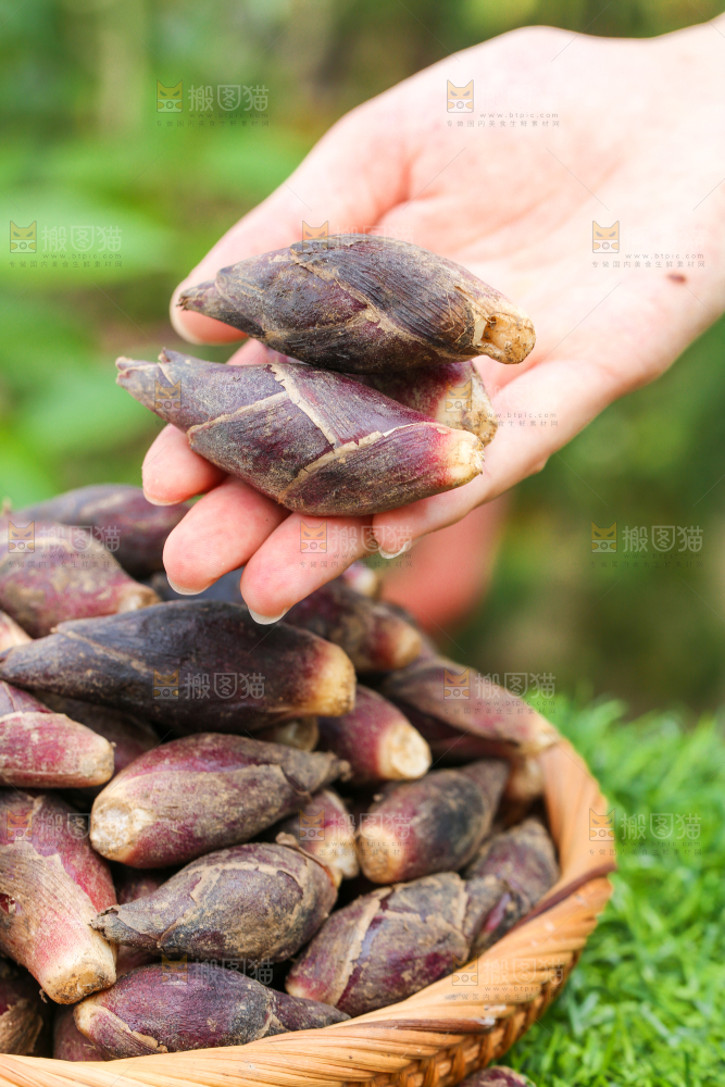 手里拿着阳荷