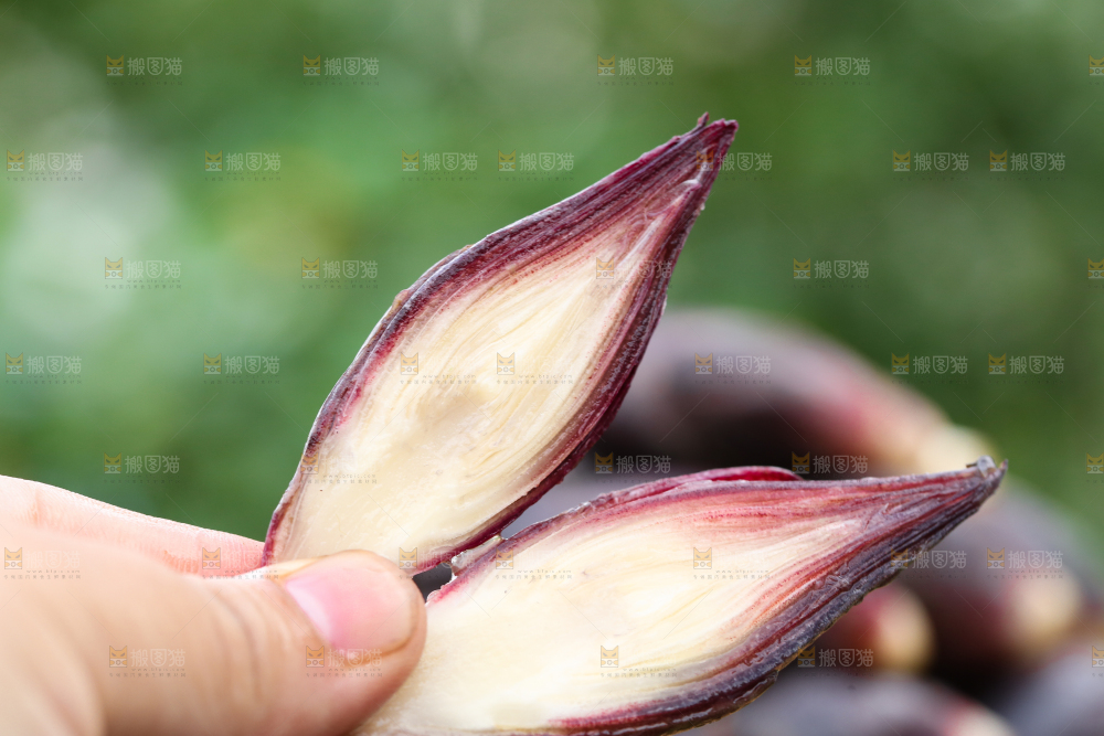 手里拿着洋火姜