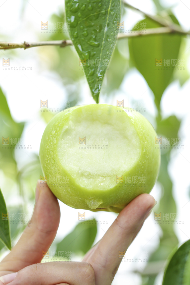 手里拿着陕西青苹果