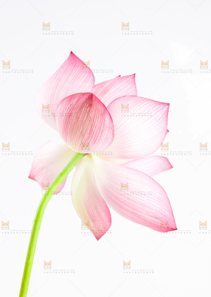 白底上摆放着莲花