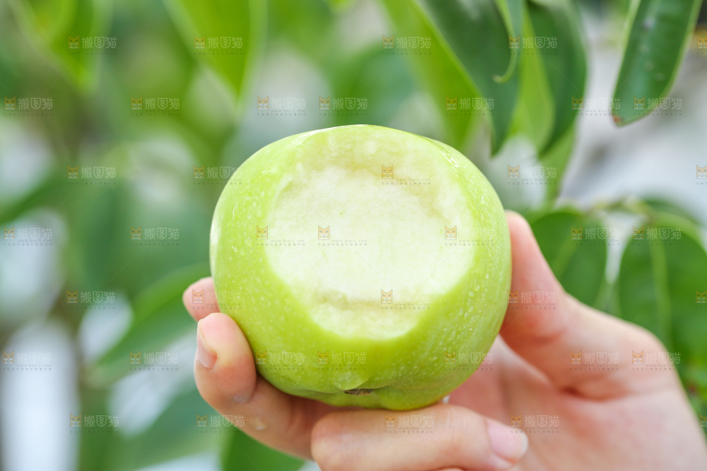 手里拿着陕西青苹果