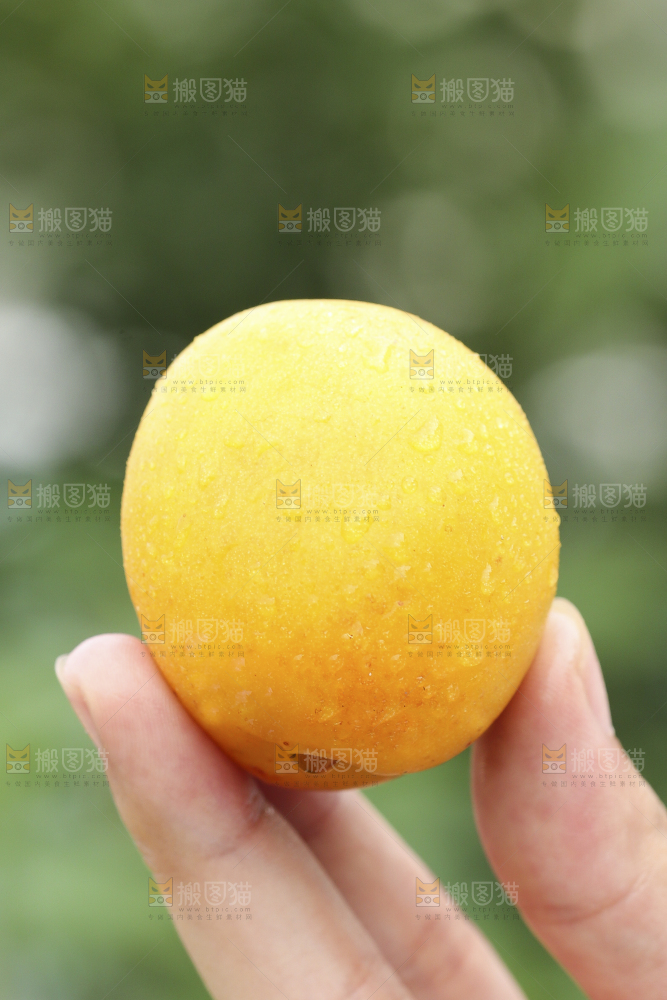 手里拿着小白杏