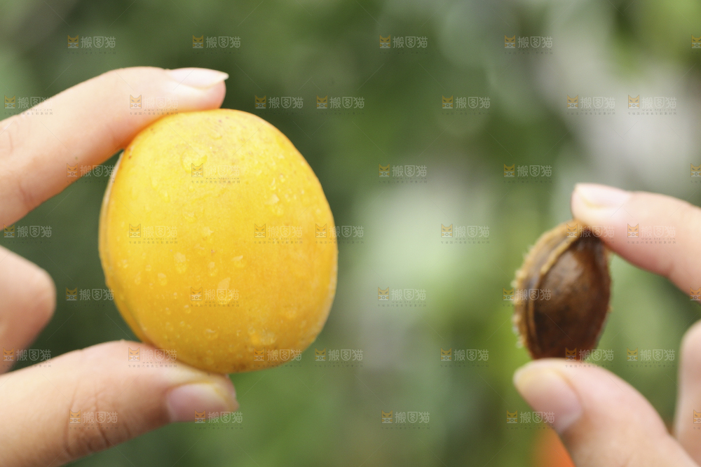 手里拿着小白杏