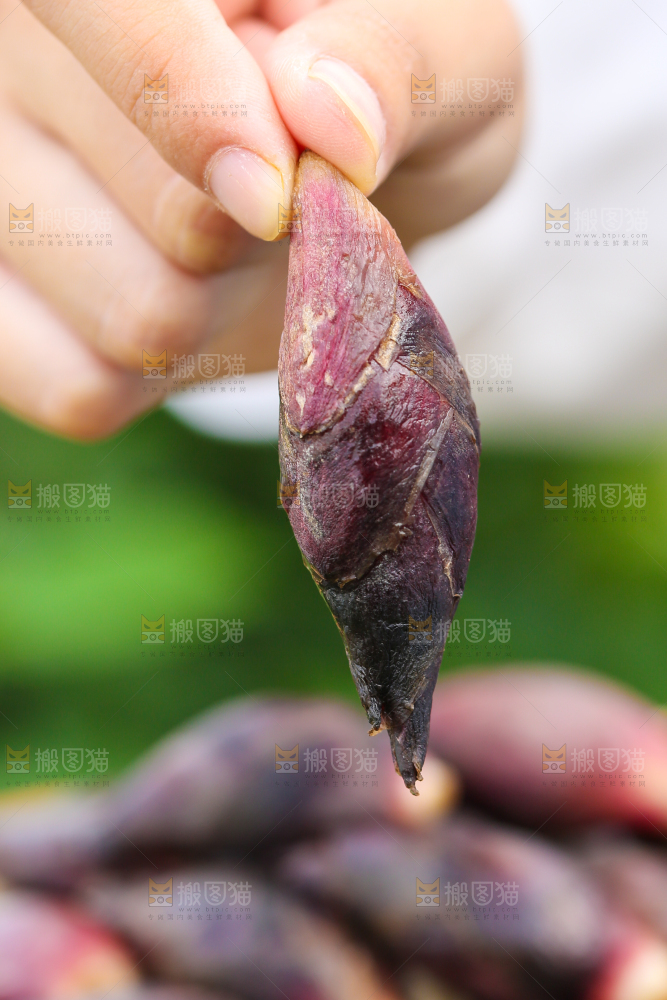 手里拿着阳荷姜