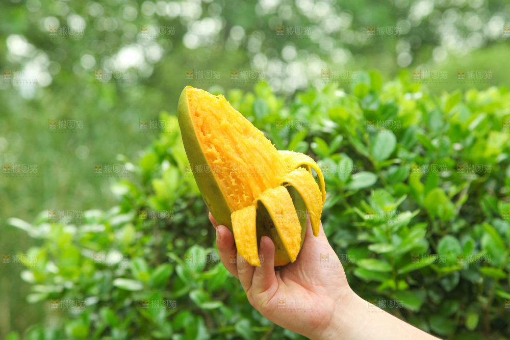 手里拿着正在剥皮的大青芒