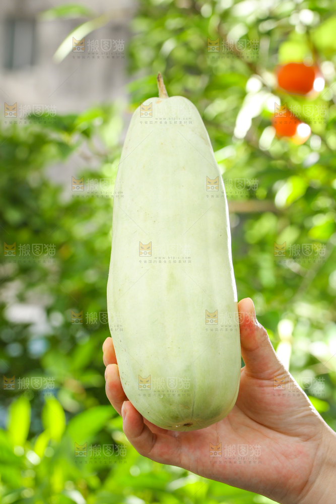 手里拿着羊角蜜