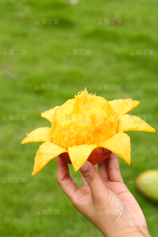 手里拿着青芒
