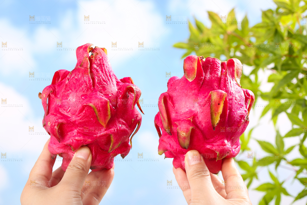 手里拿着火龙果