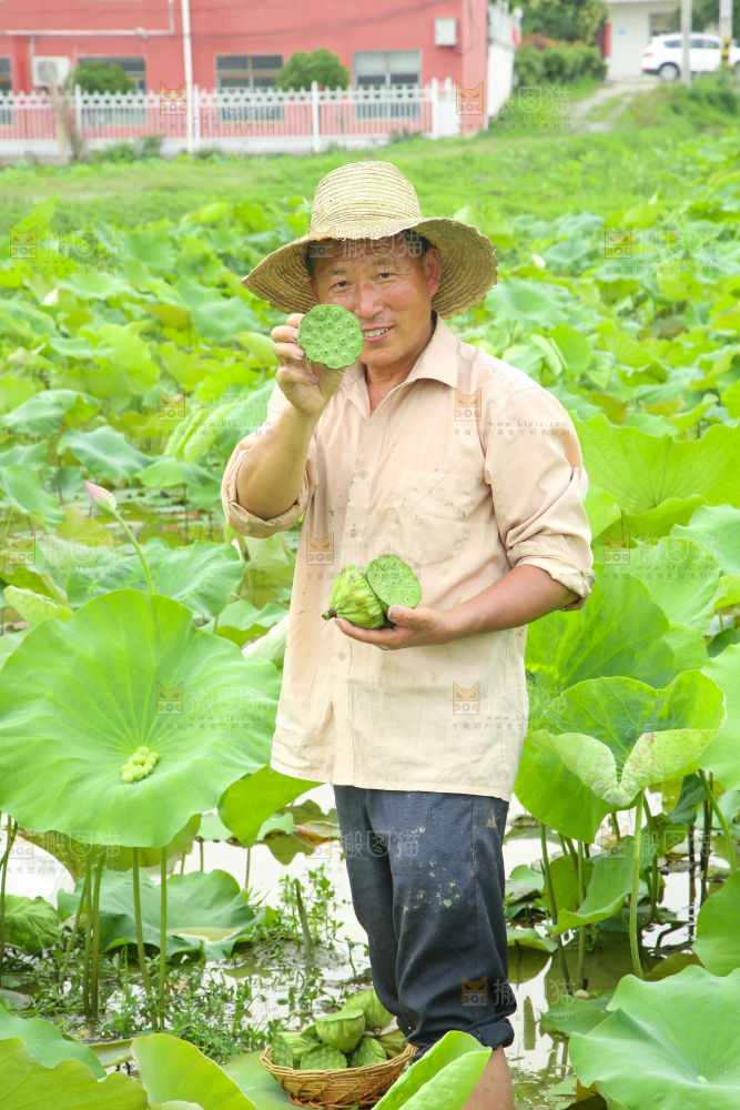 农民手里拿着采摘的莲蓬