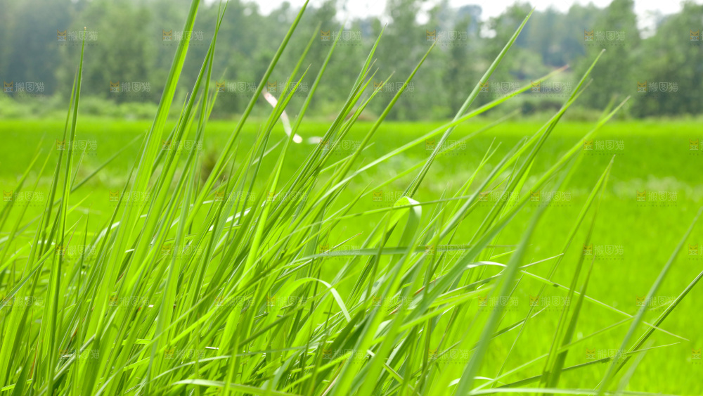 一片绿色的植物