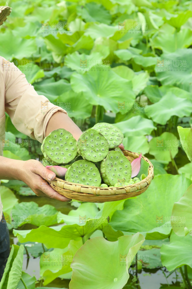 手里端着一篮新鲜莲蓬