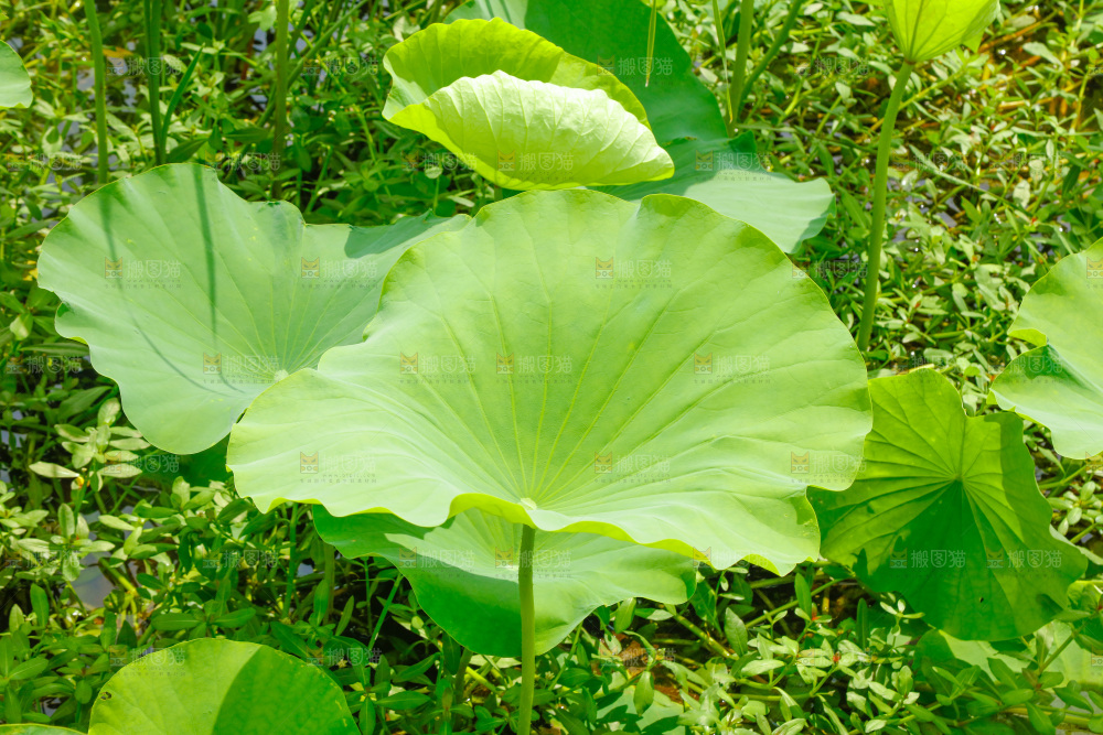 池塘里的荷花叶