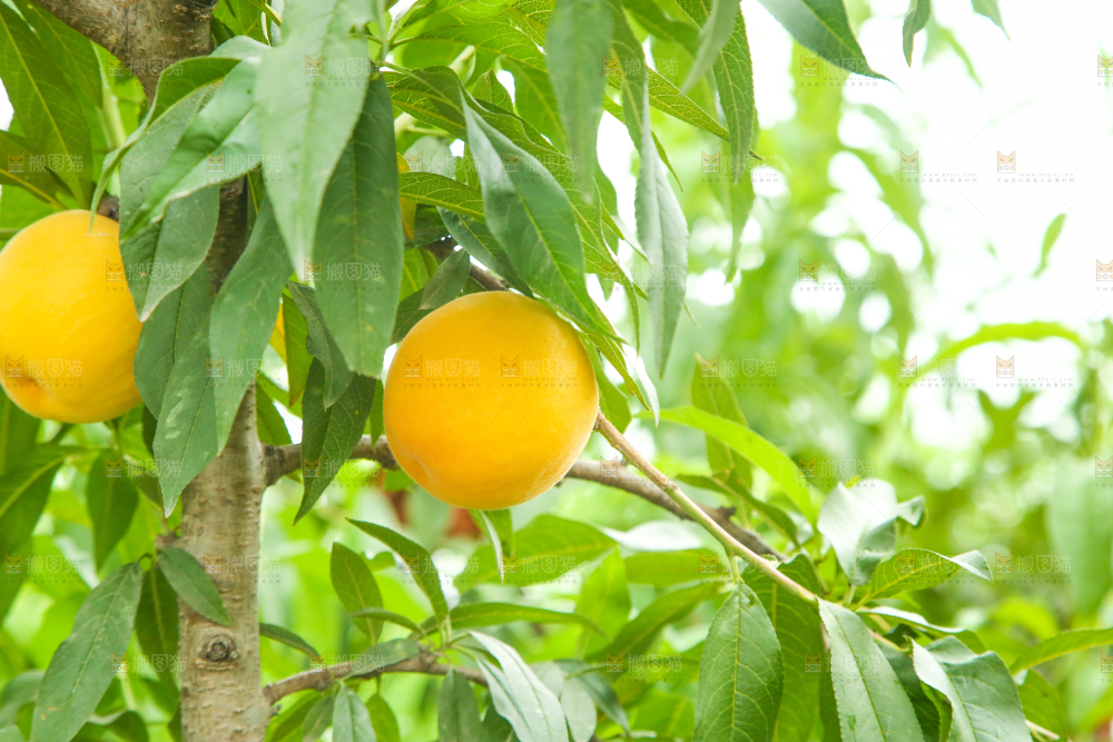 果树上的黄桃