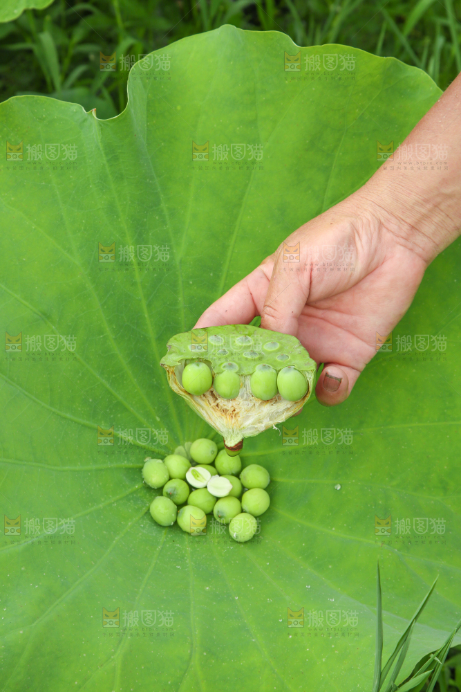 手里拿着莲子