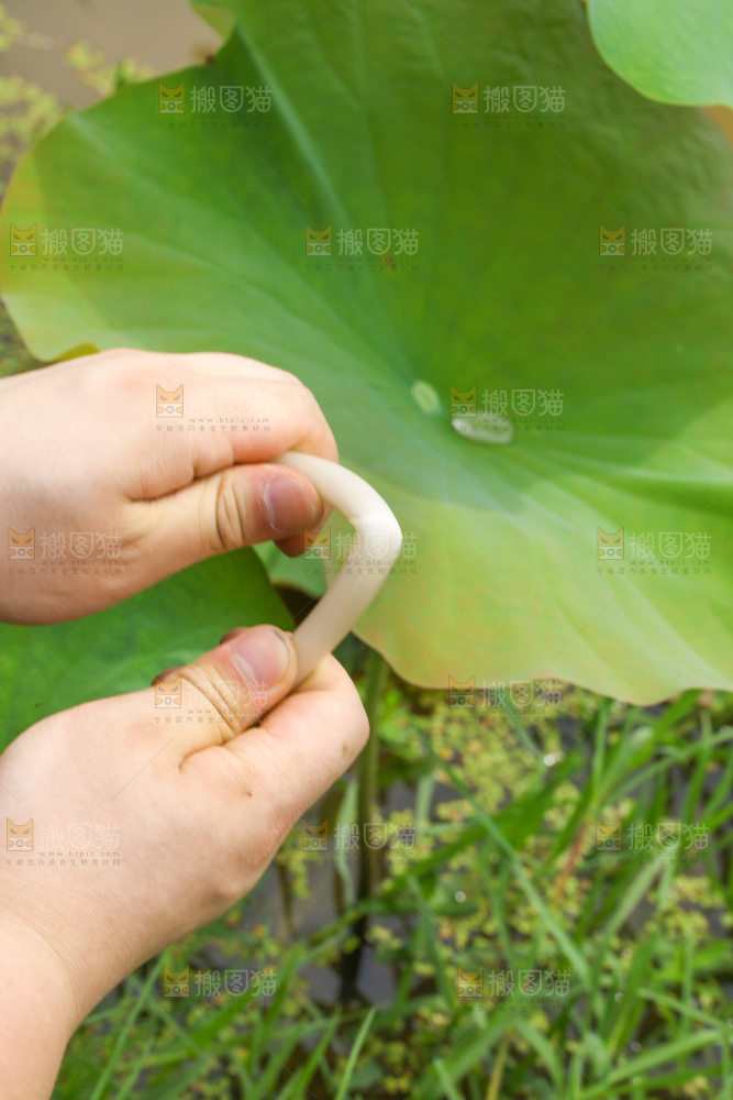 手里拿着新鲜藕带