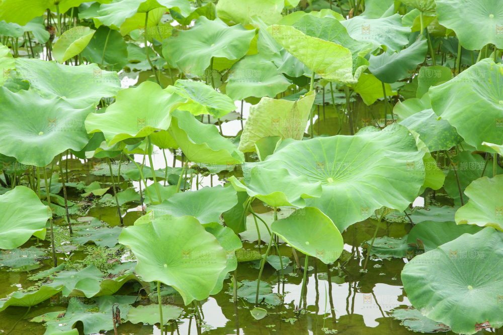 池塘里荷花叶子