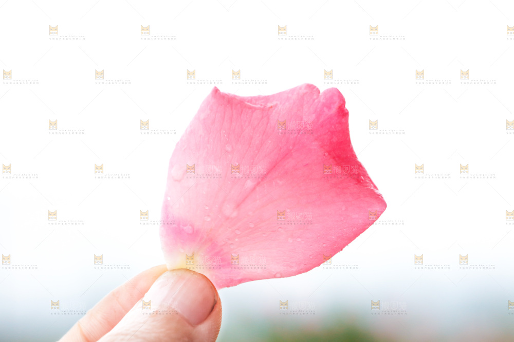 手里拿着一片蔷薇花