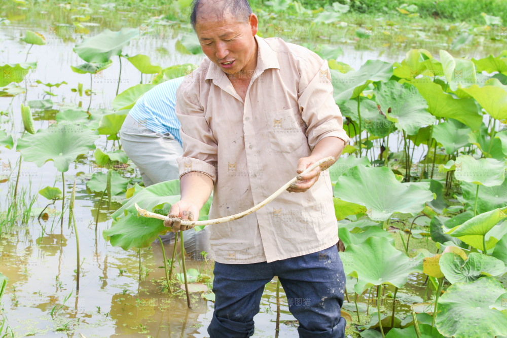 农民正在采摘藕带