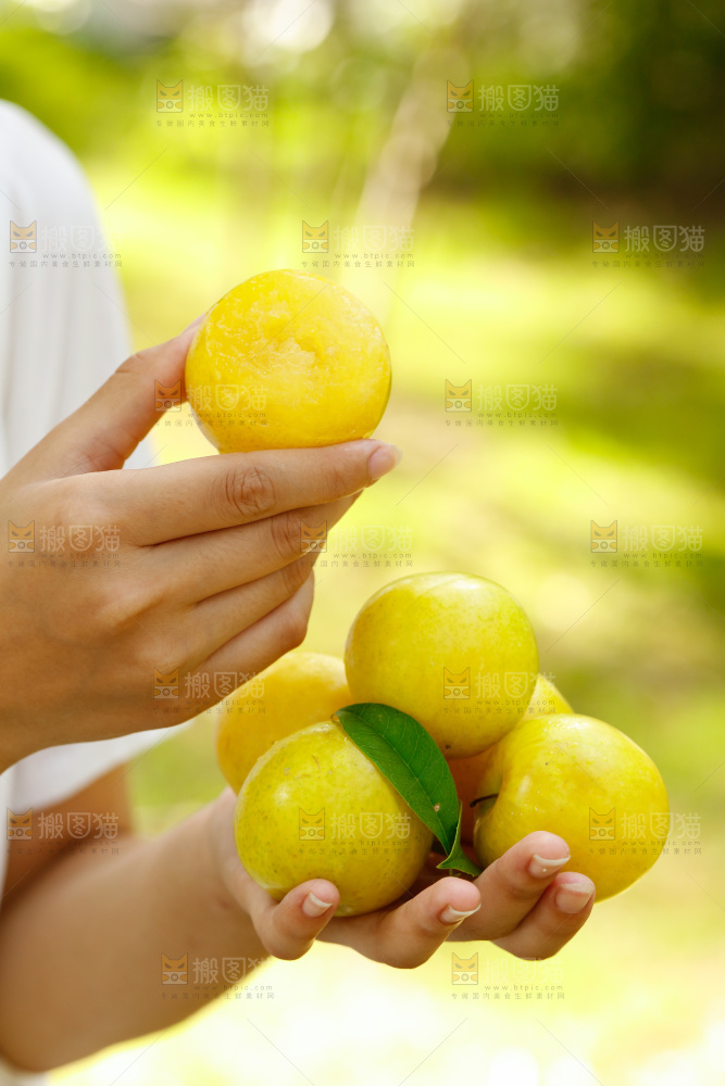 手里拿着九峰山黄金奈李