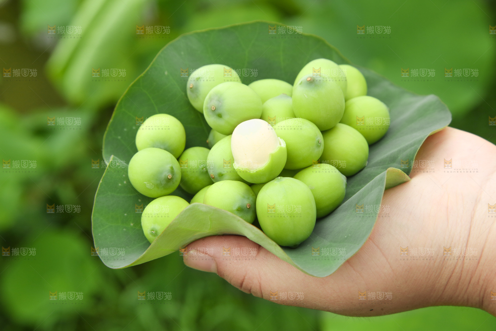 手里拿着莲子