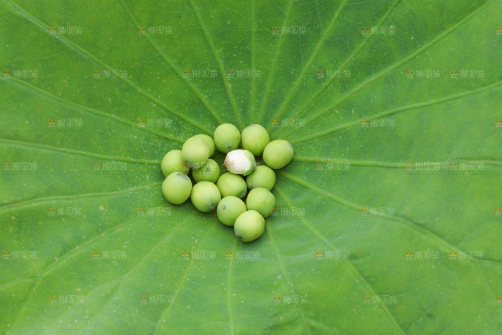 手里拿着莲子