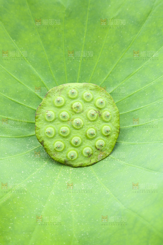 荷叶上的莲蓬